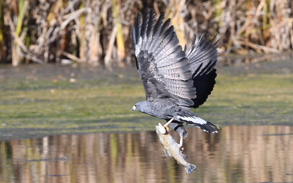 Common Black Hawk - ML646715053