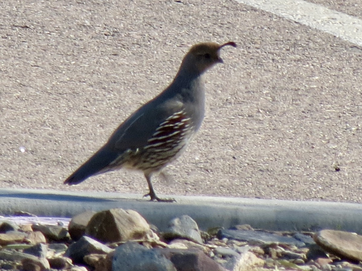Gambel's Quail - ML646715054