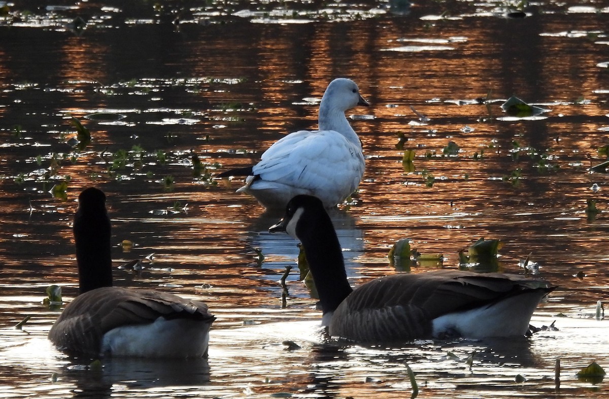 Küçük Kar Kazı - ML646715055