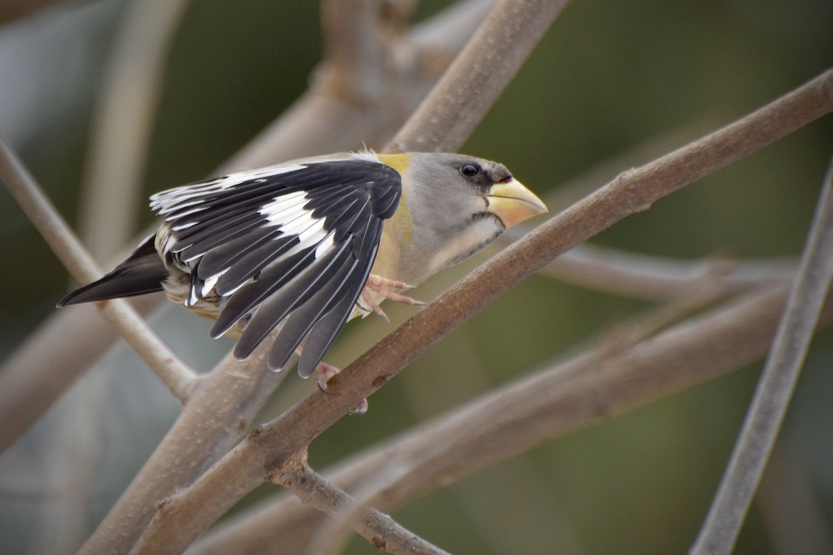 עב-מקור ערב - ML646715056
