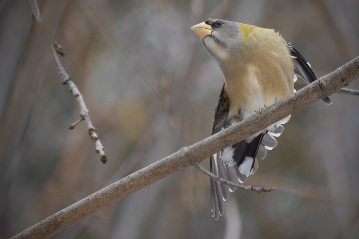 עב-מקור ערב - ML646715057