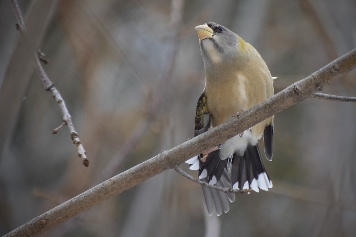 עב-מקור ערב - ML646715058