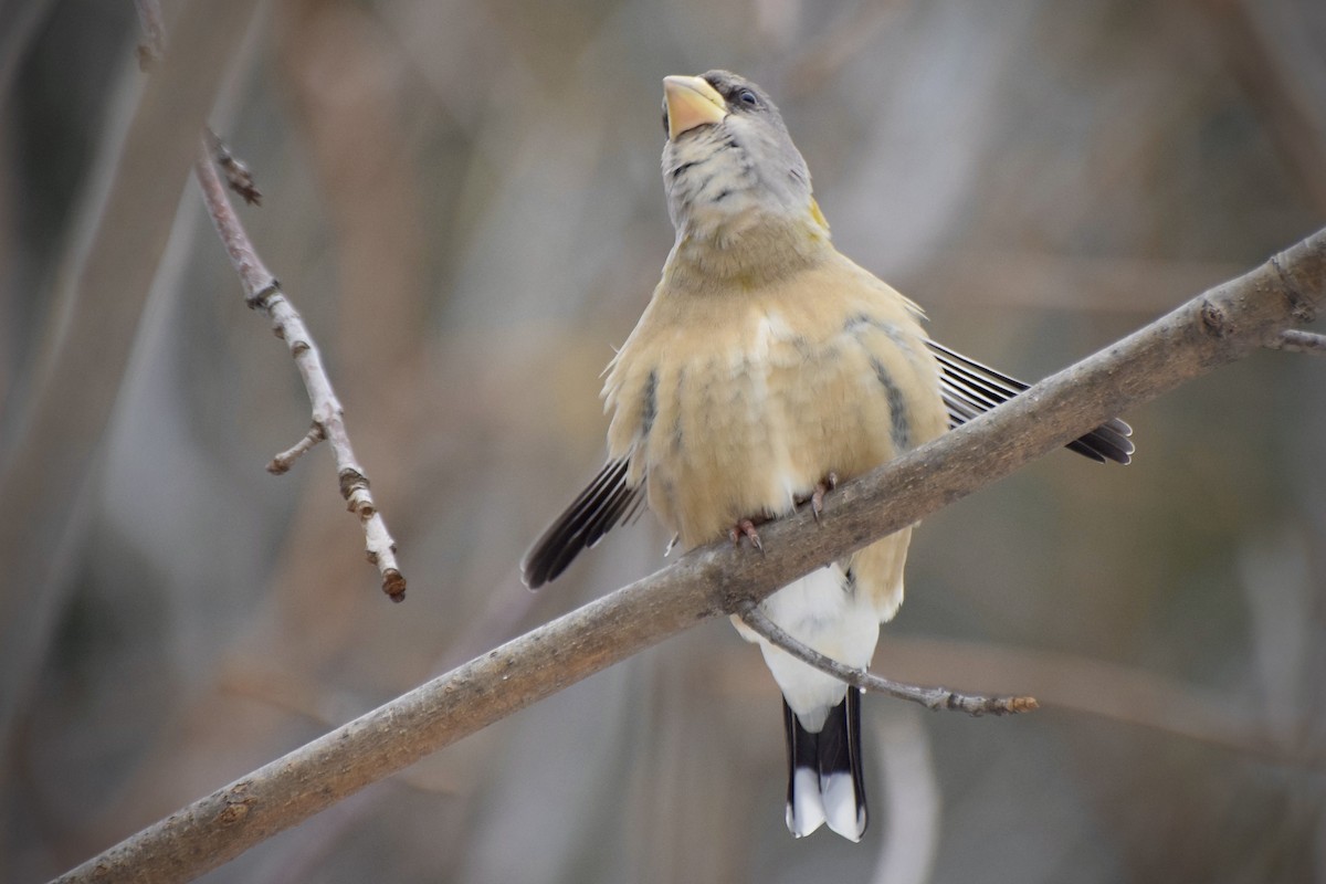 עב-מקור ערב - ML646715059