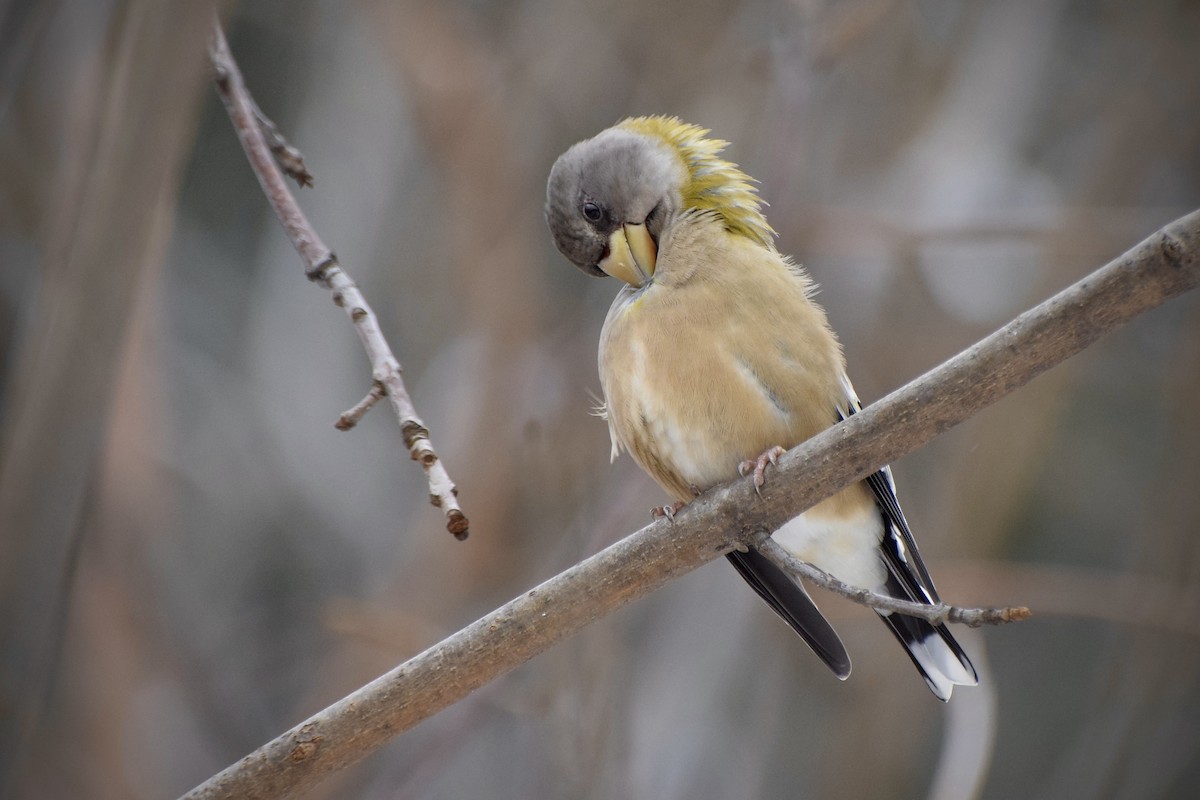 עב-מקור ערב - ML646715060