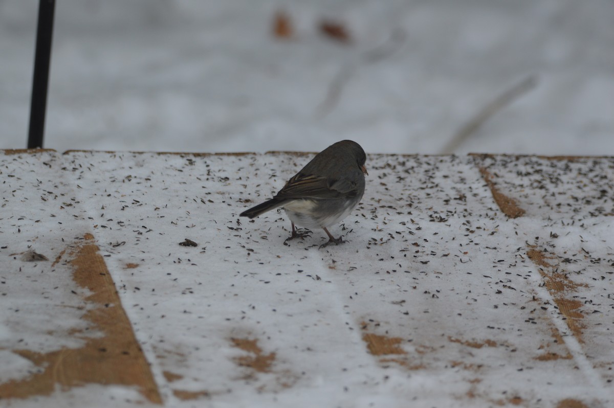 Dark-eyed Junco - ML646715061