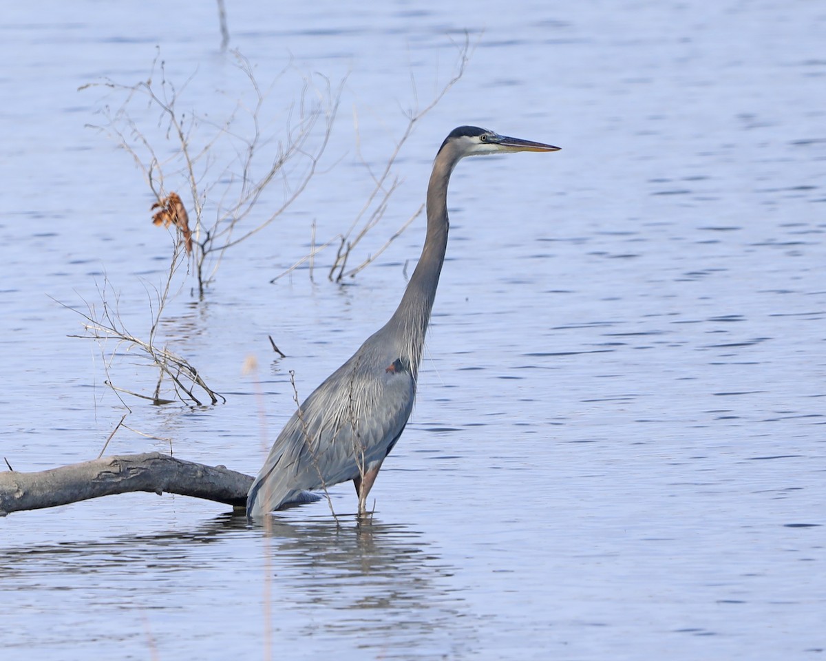 Great Blue Heron - ML646715062