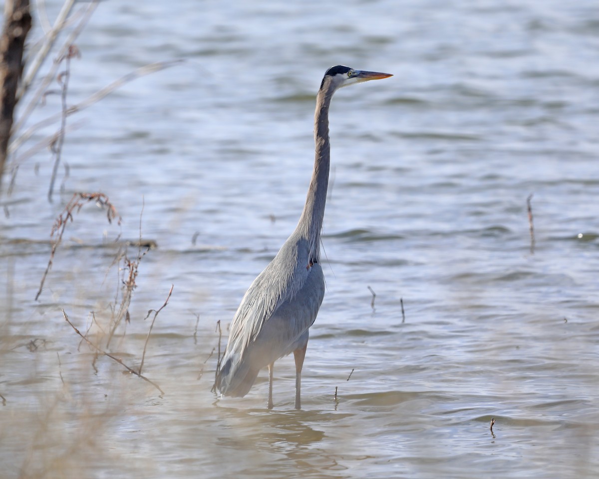 Great Blue Heron - ML646715063