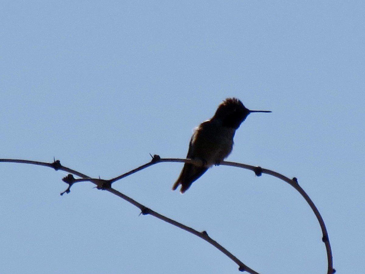 Anna's Hummingbird - ML646715065