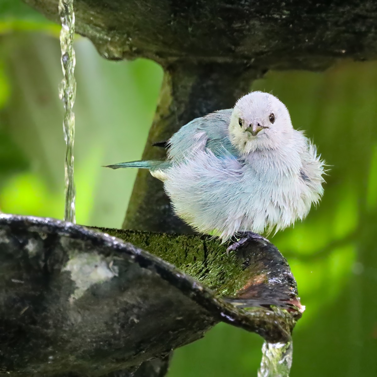 Blue-gray Tanager - ML646715066