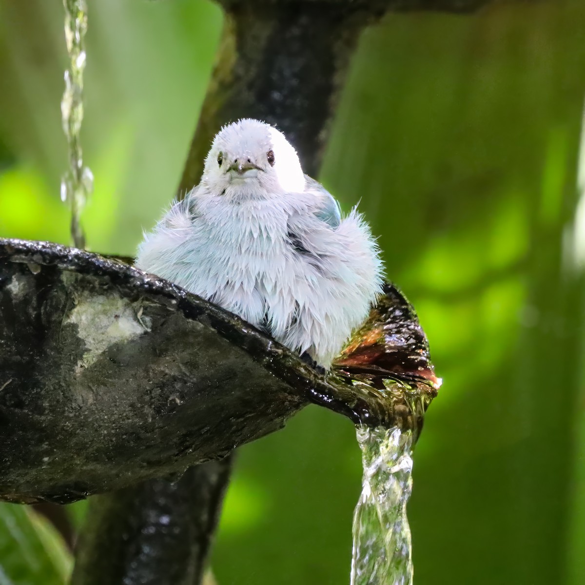 Blue-gray Tanager - ML646715067