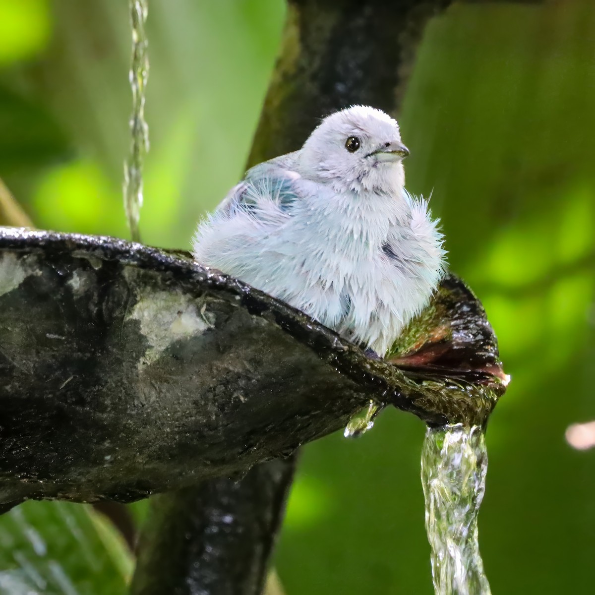 Blue-gray Tanager - ML646715068