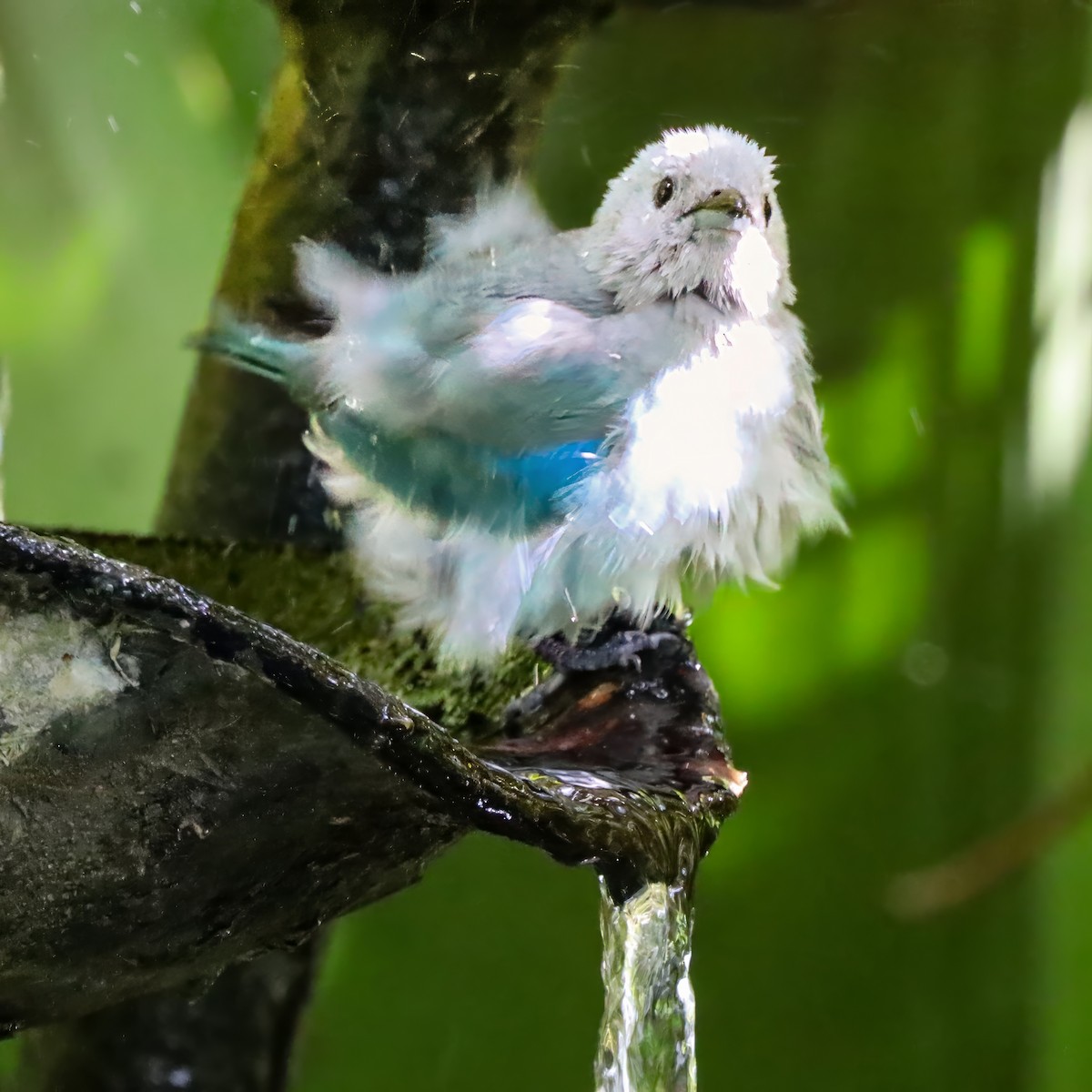 Blue-gray Tanager - ML646715069