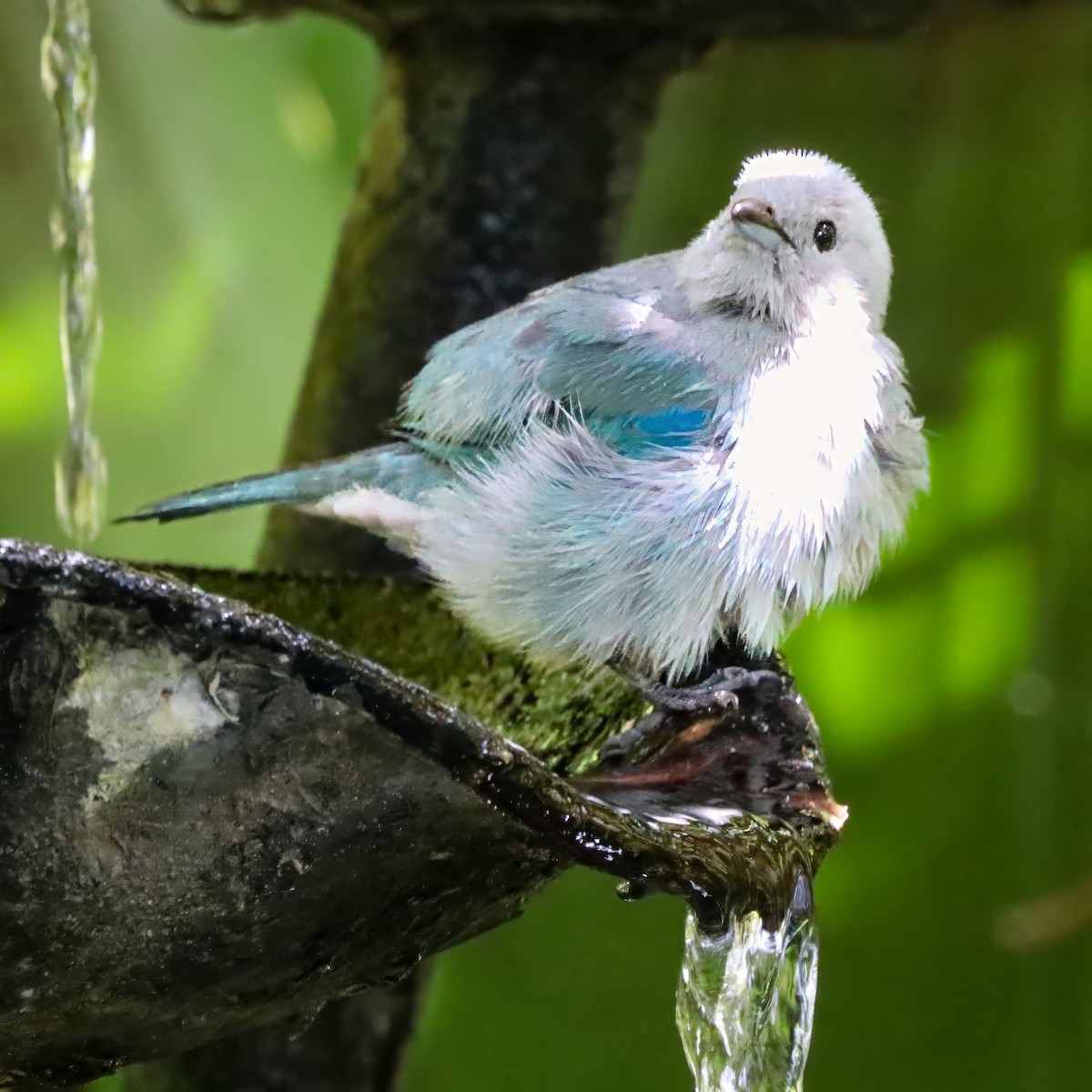 Blue-gray Tanager - ML646715070