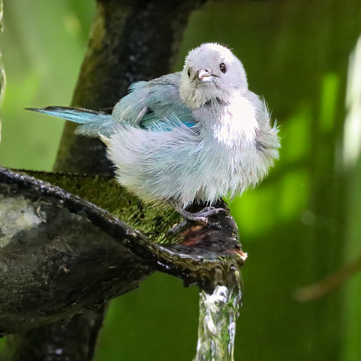 Blue-gray Tanager - ML646715071