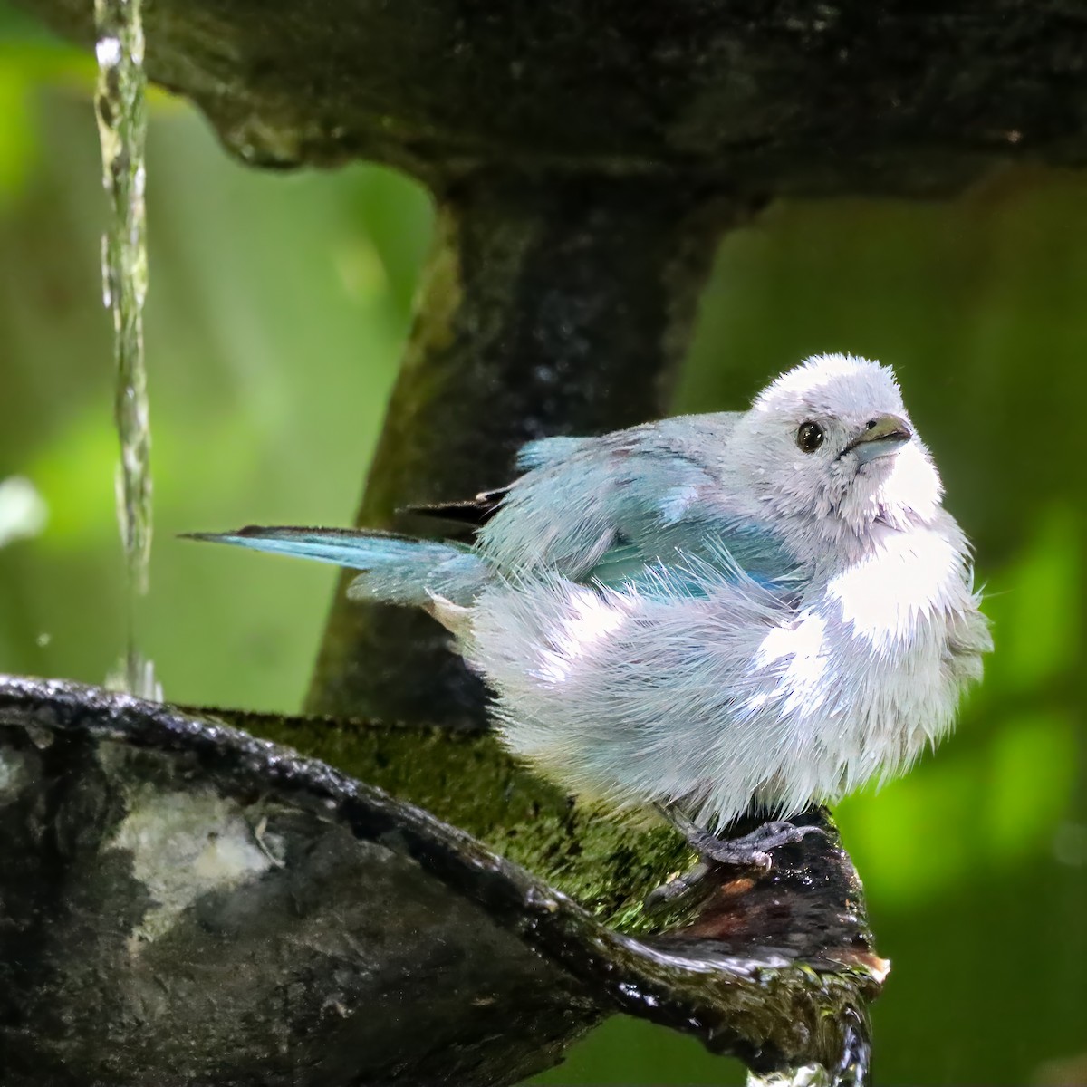 Blue-gray Tanager - ML646715072