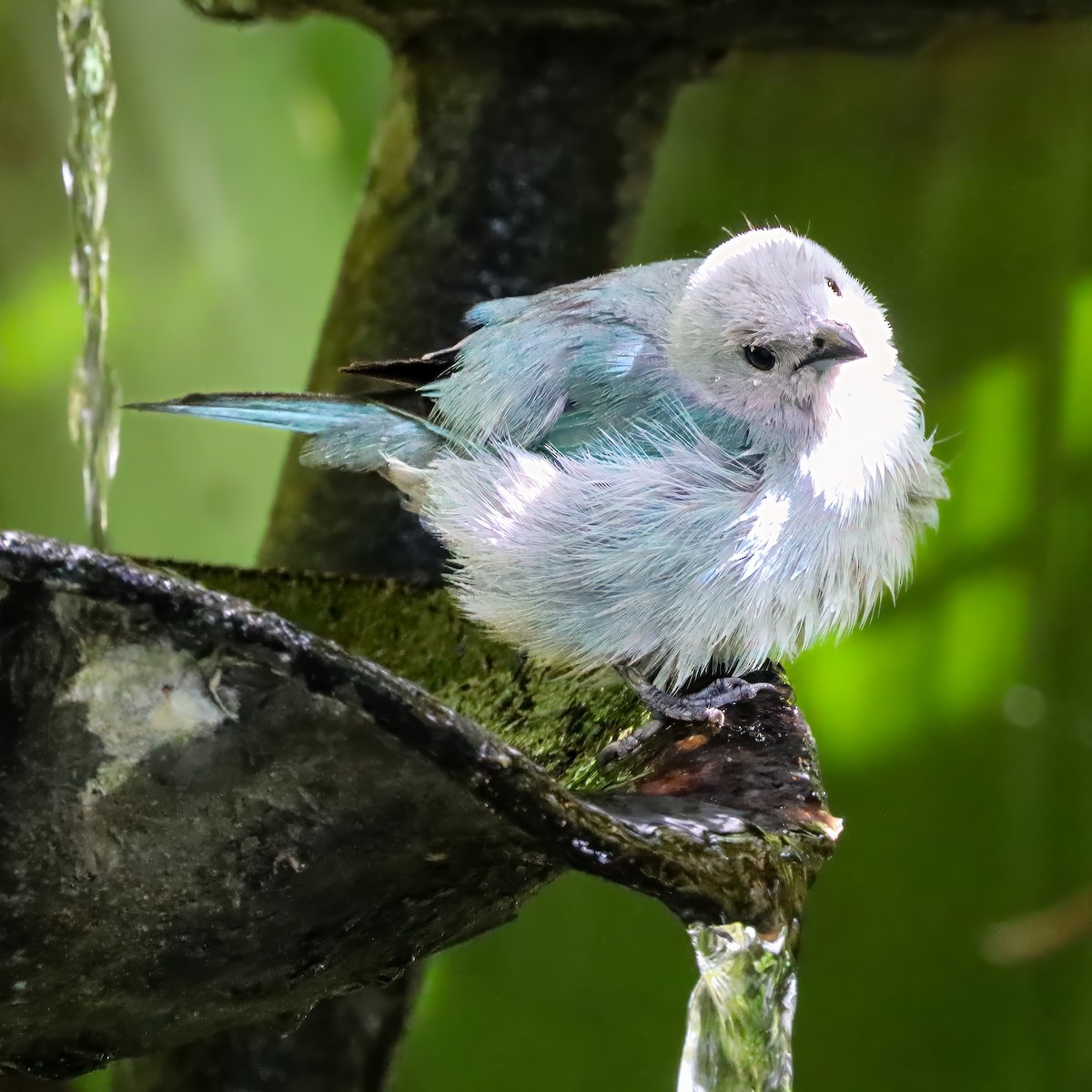 Blue-gray Tanager - ML646715073