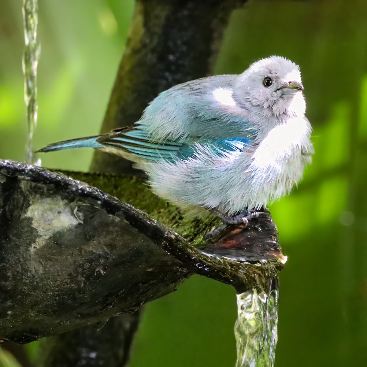 Blue-gray Tanager - ML646715074