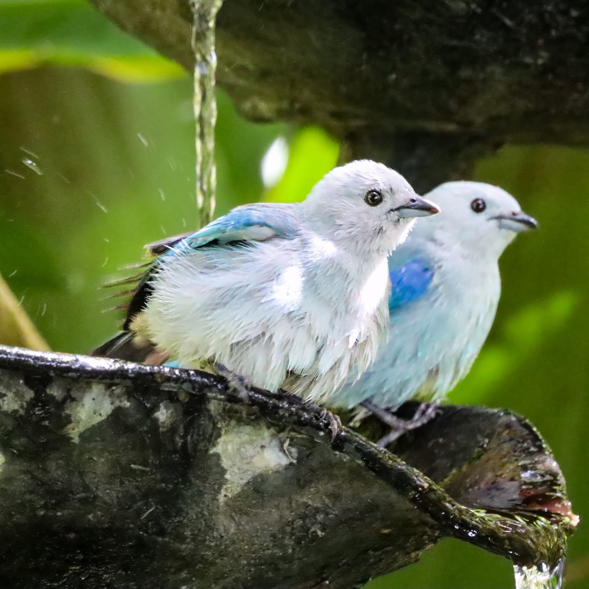 Blue-gray Tanager - ML646715076