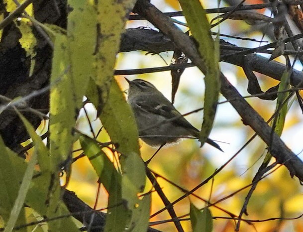 ildkronefuglekonge - ML646715078