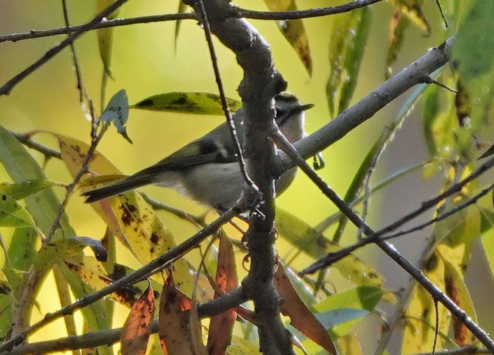 ildkronefuglekonge - ML646715079