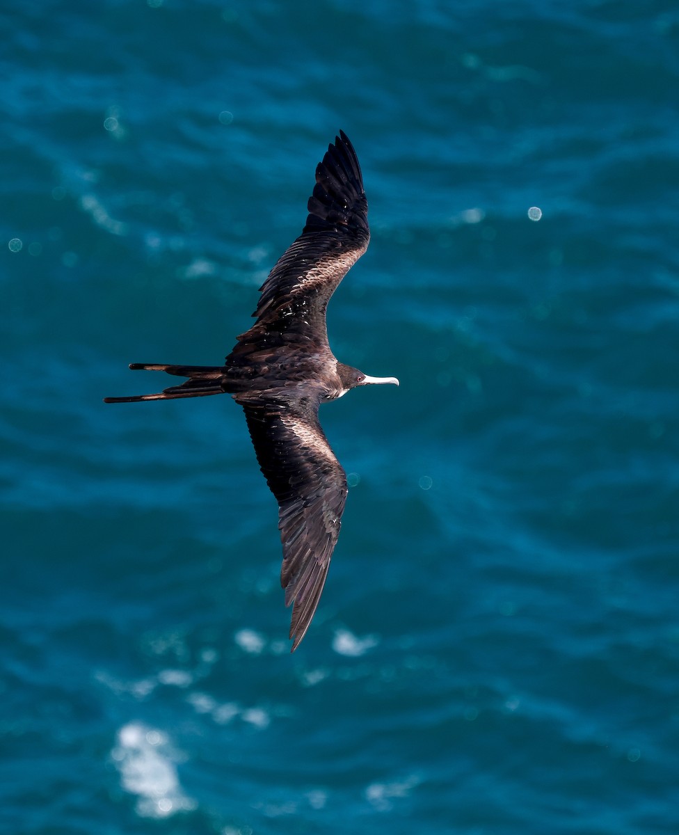 Great Frigatebird - ML646715081