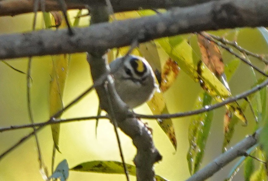 ildkronefuglekonge - ML646715085