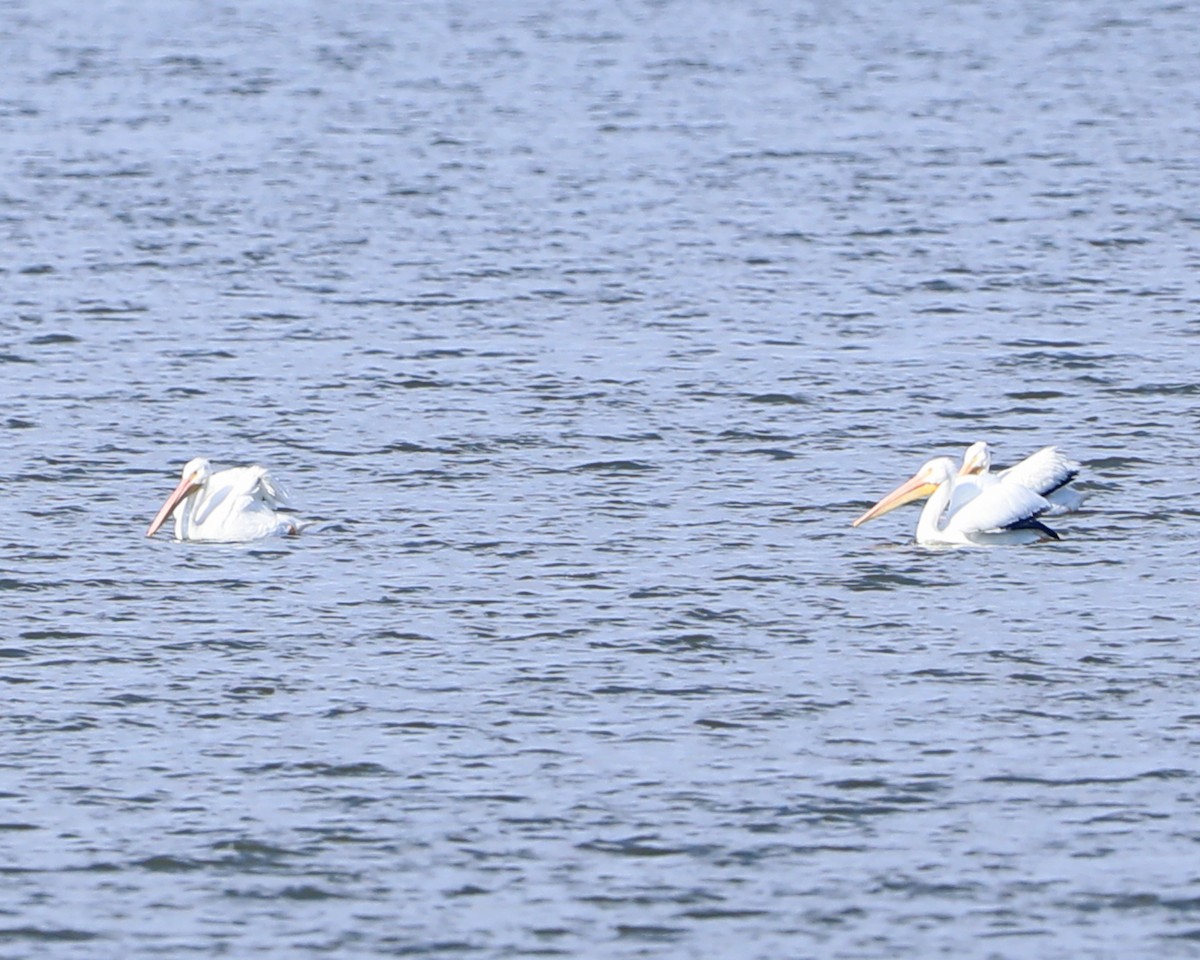 American White Pelican - ML646715086