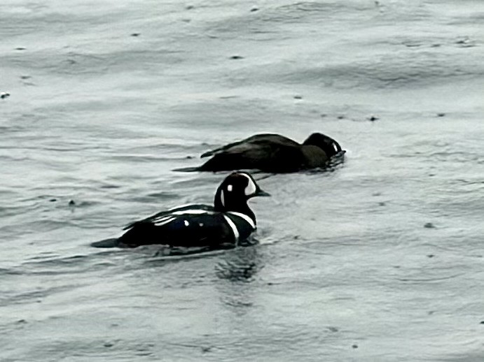 Harlequin Duck - ML646715088