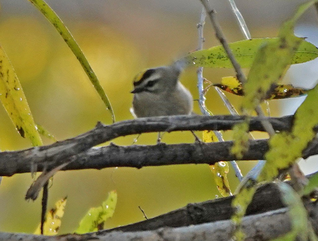 ildkronefuglekonge - ML646715089