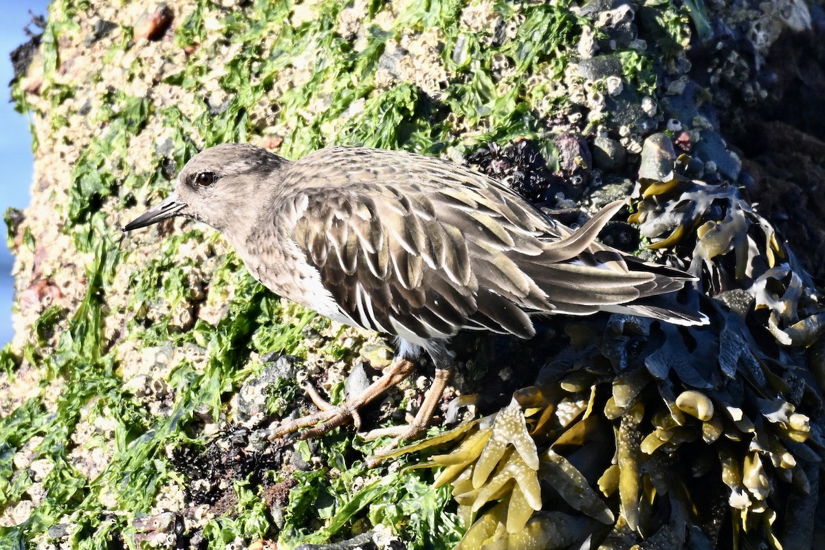 Schwarzkopf-Steinwälzer - ML646715090