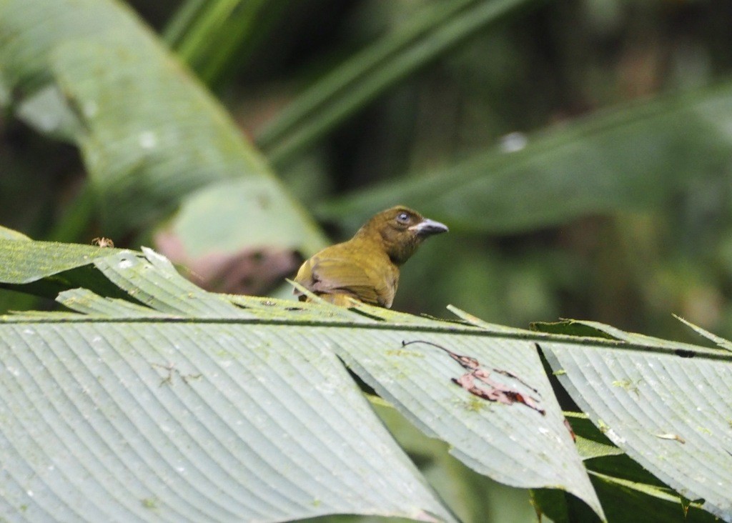 Tangara Pechiocre - ML646715091