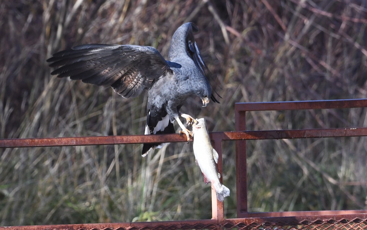 Common Black Hawk - ML646715094