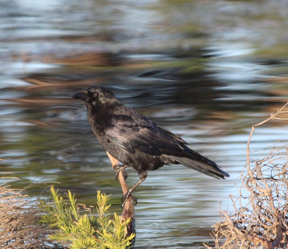 American Crow - ML646715095