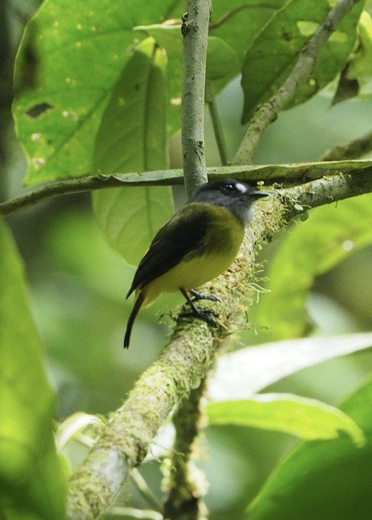 Mosquerito Adornado - ML646715101