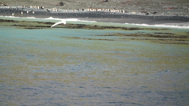 Pétrel géant - ML646715102