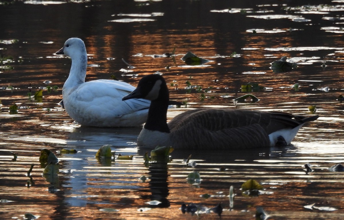 Küçük Kar Kazı - ML646715103