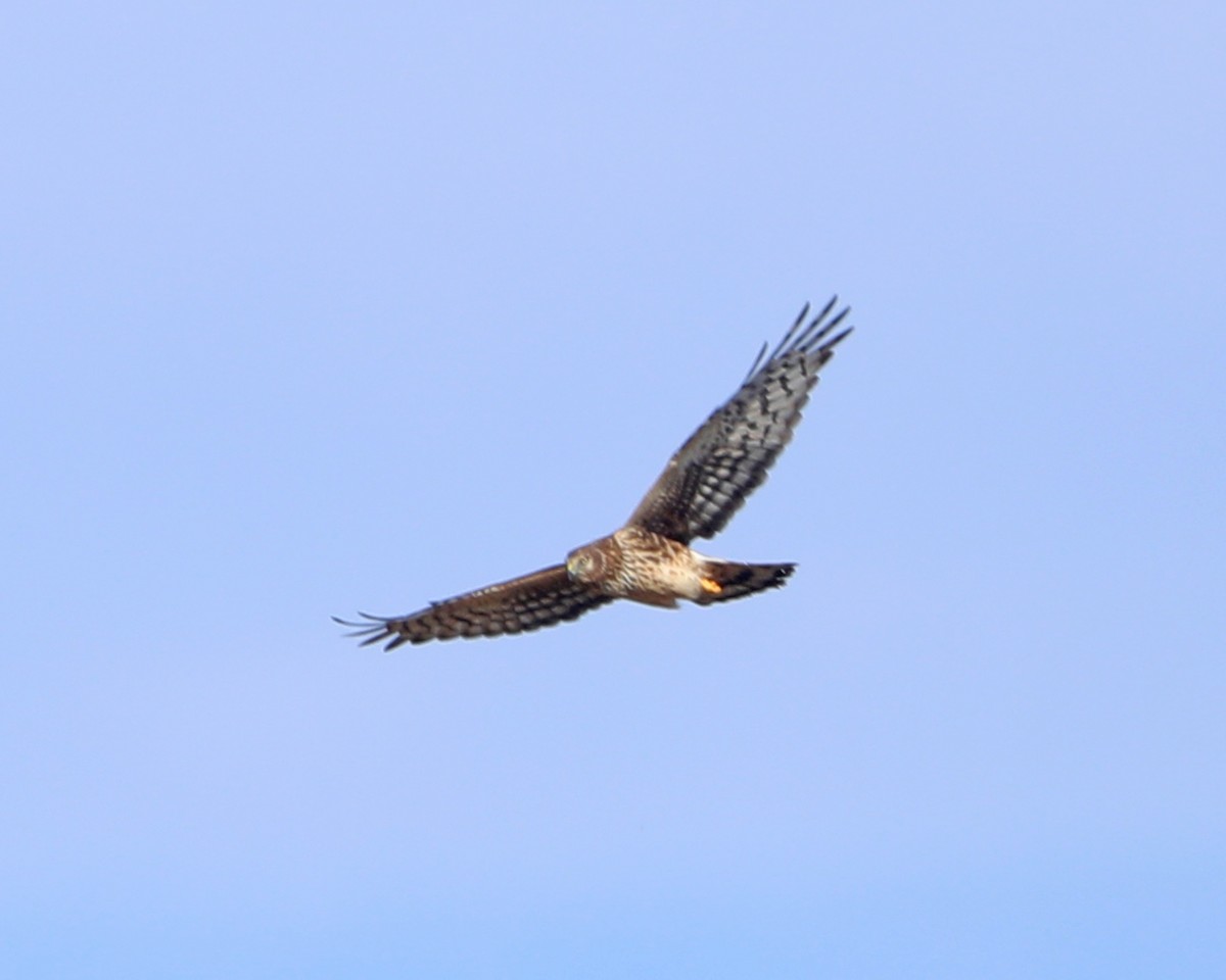 Northern Harrier - ML646715104