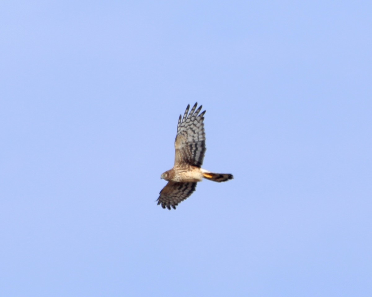 Northern Harrier - ML646715105