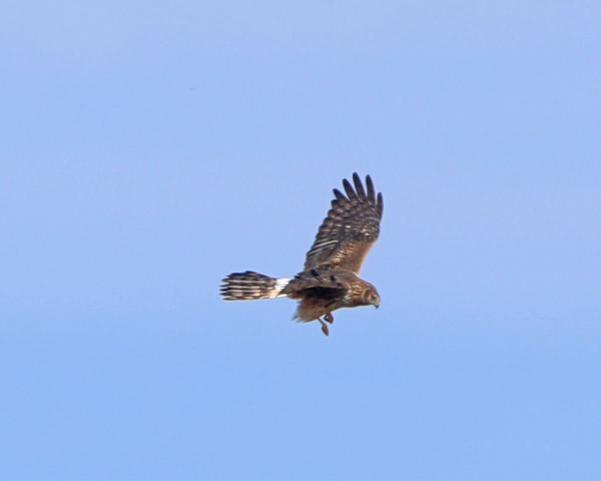 Northern Harrier - ML646715106