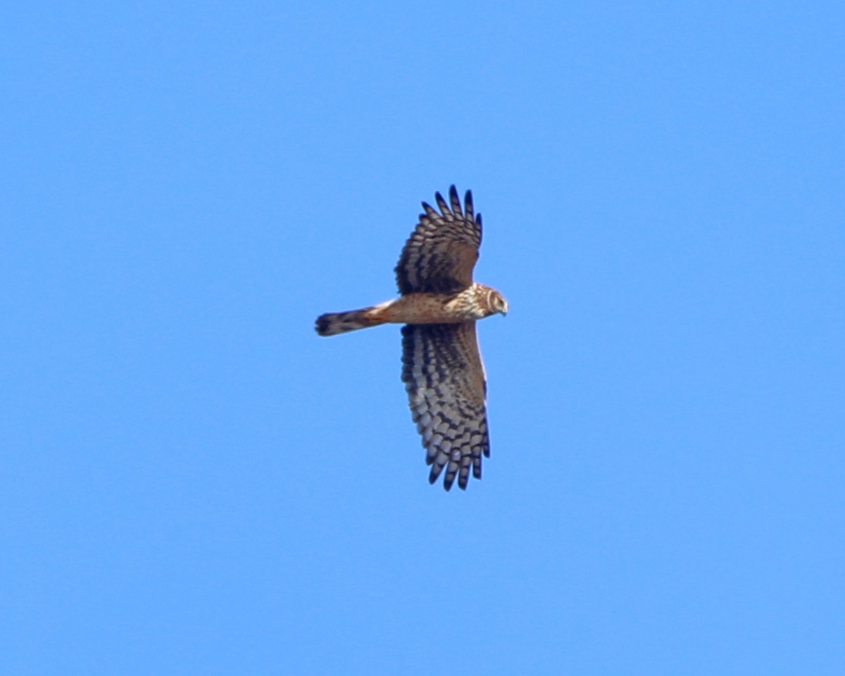 Northern Harrier - ML646715107