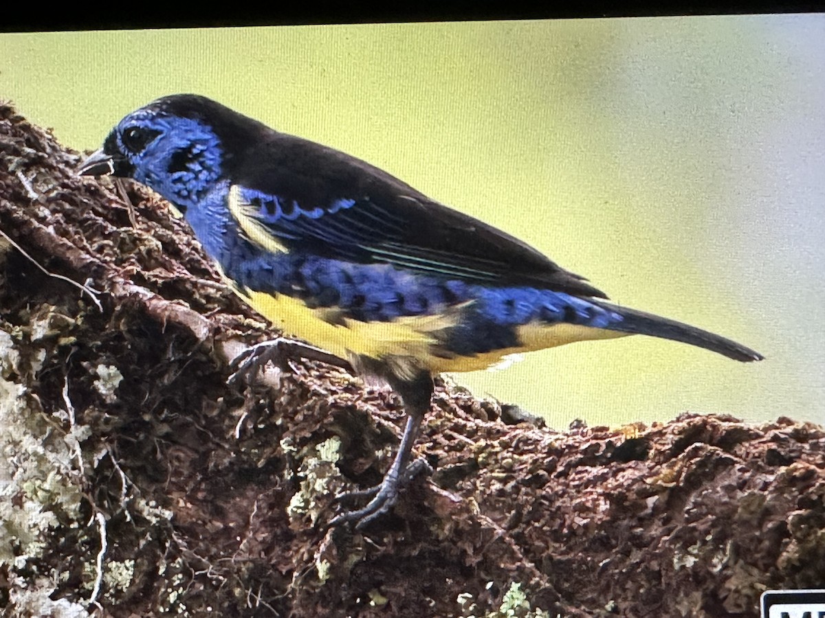 Calliste diable-enrhumé - ML646715110