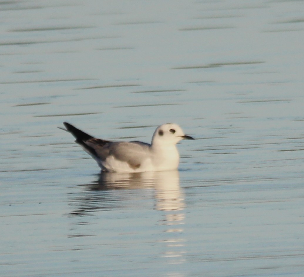 Bonaparte's Gull - ML646715111