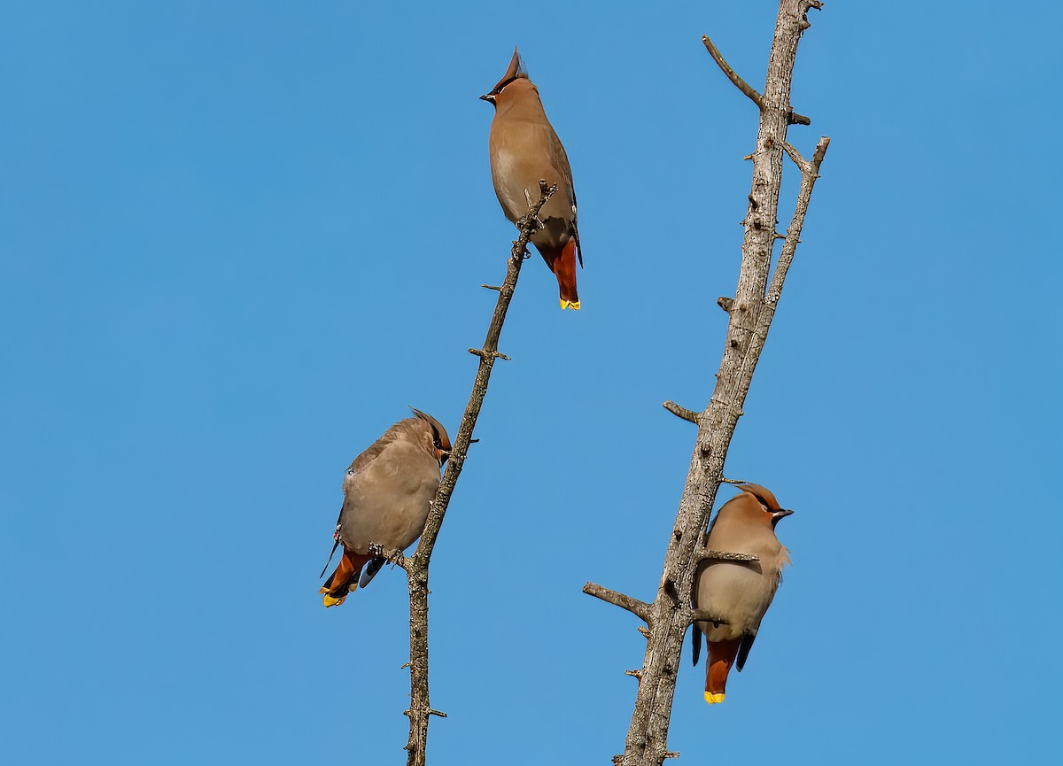 sidensvans - ML646715113