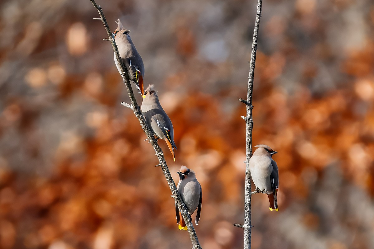 sidensvans - ML646715114