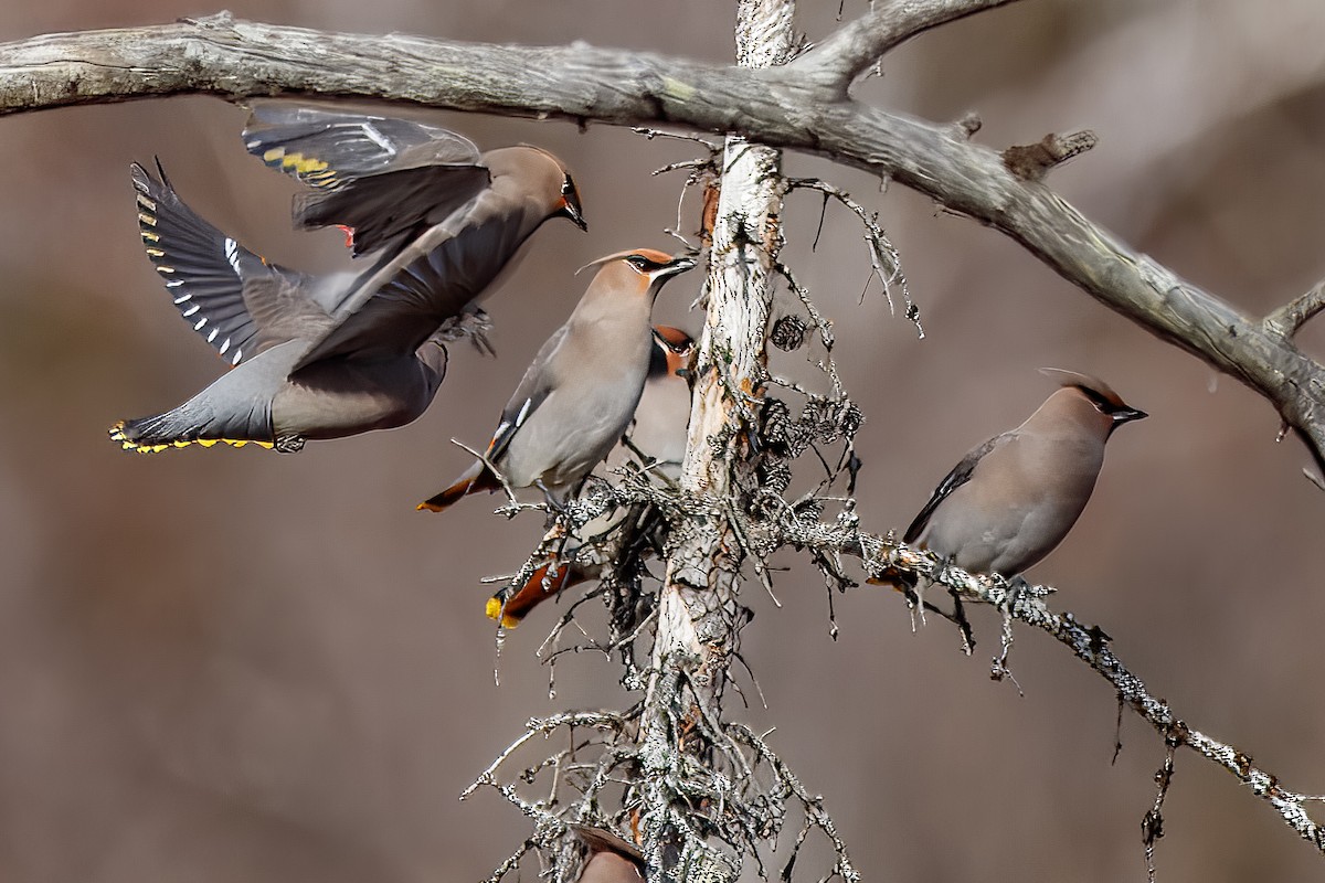 sidensvans - ML646715115