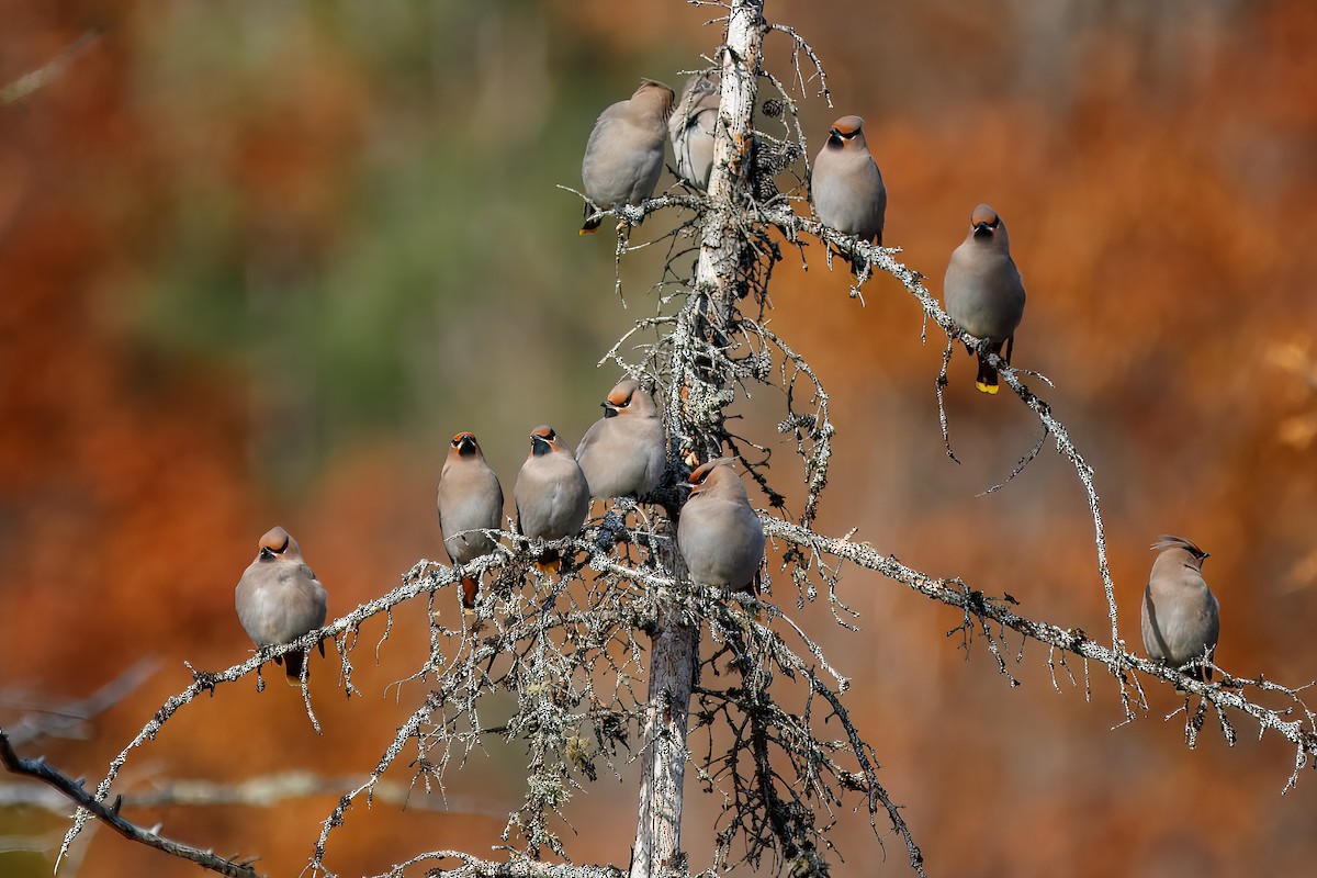 sidensvans - ML646715116