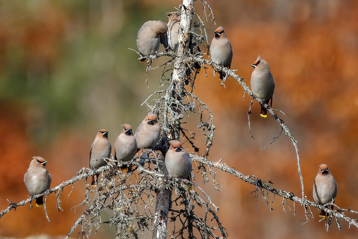 sidensvans - ML646715117