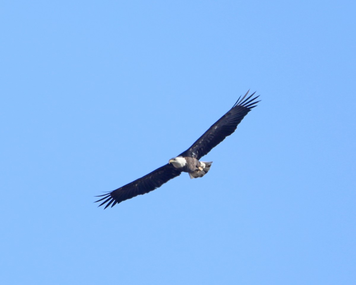 Bald Eagle - ML646715122
