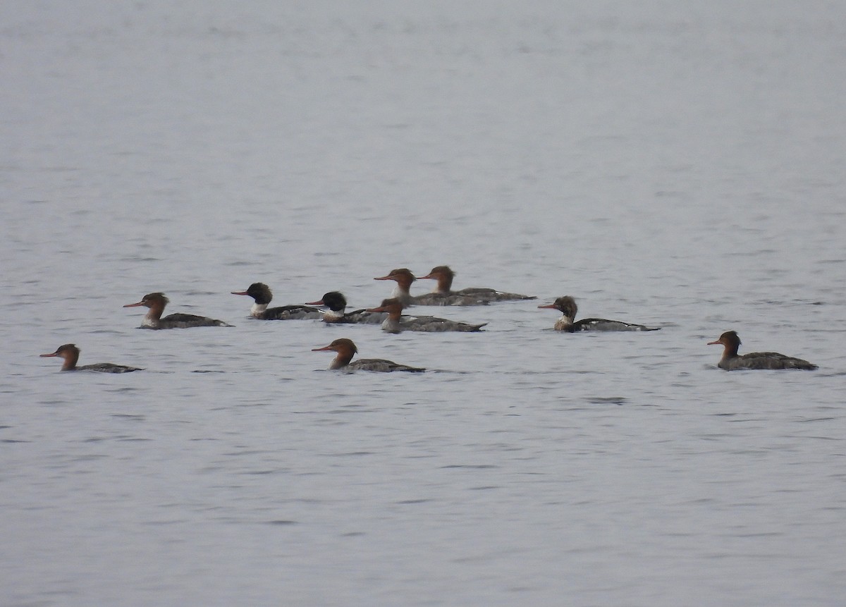 Smergo minore - ML646715124