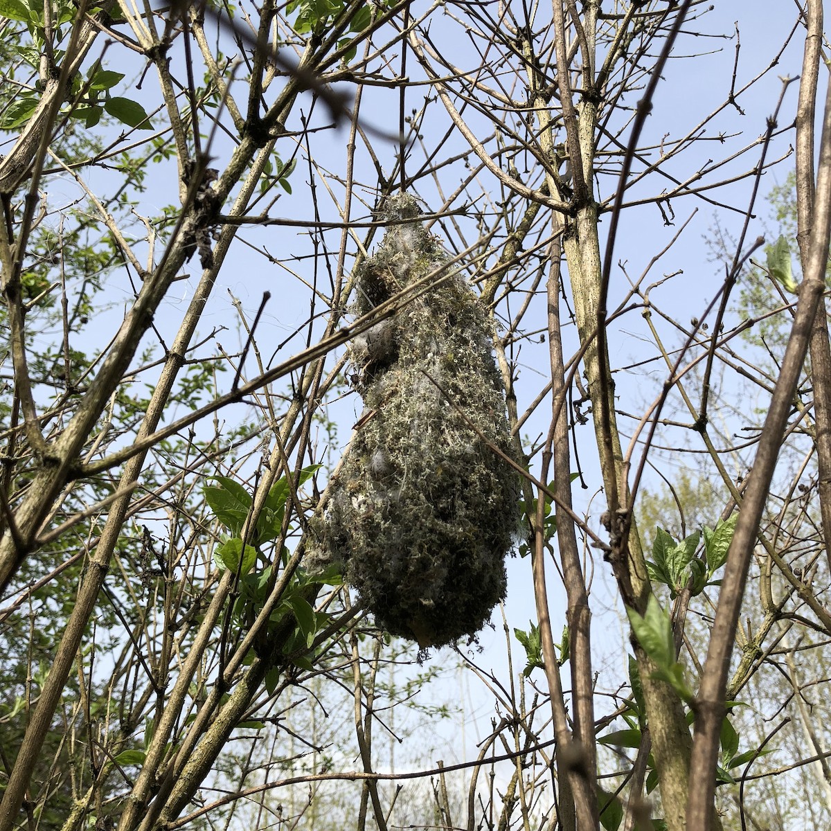 Bushtit - ML646715128